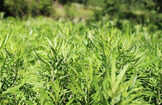 艾草艾葉在生活中有什么用途？